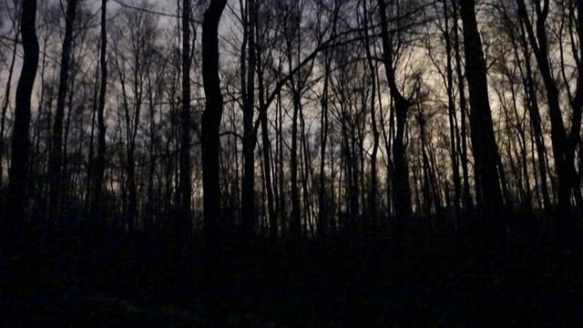 2018-04-24 Лосиный Остров недалеко от платф. Яуза. Неясыть обыкновенная серая (?) смотреть онлайн