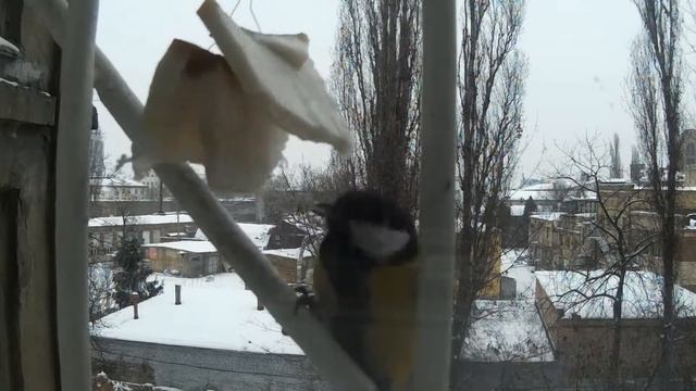 Синица и Сало