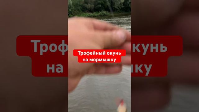 #8 #мормышинг | Трофейный окунь на мормышку летом | смотреть онлайн