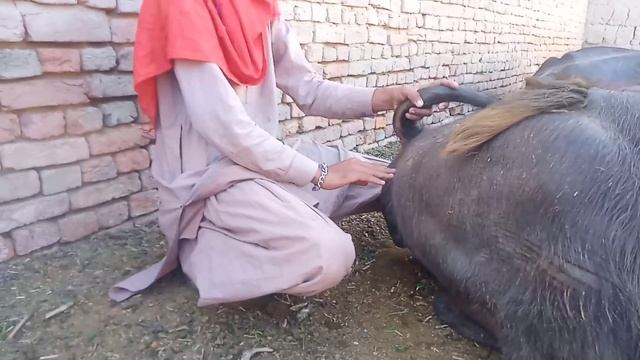 Buffalo village смотреть онлайн