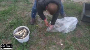 Зарыбил 50кг карпа в свой пруд  Правильное зарыбление