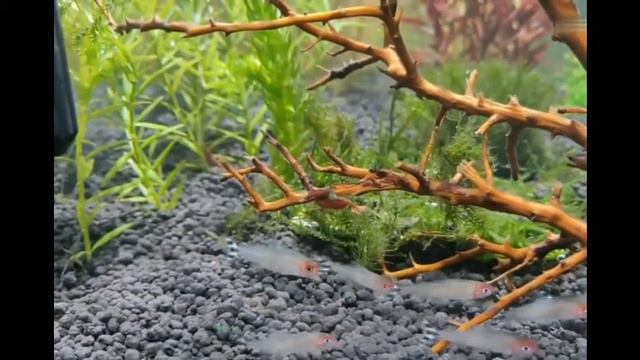 Красноголовая тетра / Hemigrammus rhodostomus смотреть онлайн