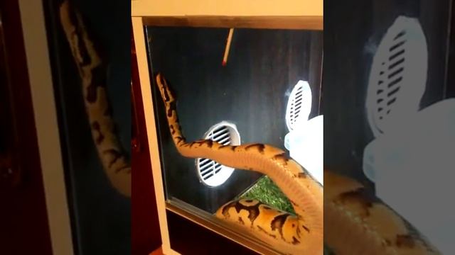 королевский питон смотреть онлайн