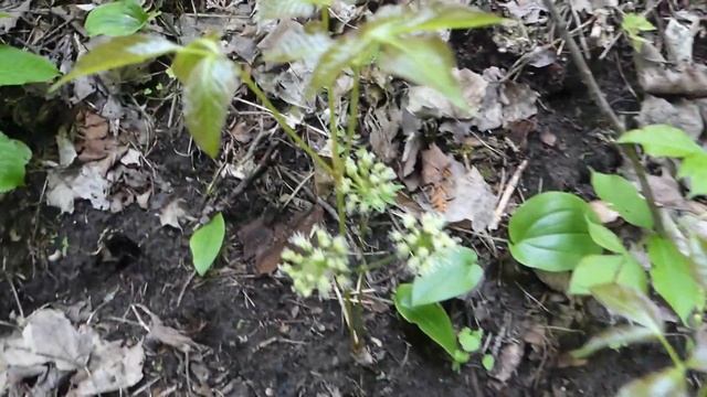 Wild Sarsaparilla - Identification and a Toxic Lookalike смотреть онлайн