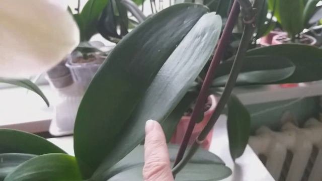 Мои орхидейки через месяц.Как они изменились?🍀🍀🍀🍀 смотреть онлайн