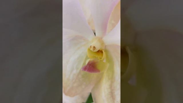 🌸🌸🌸🌸🌸🌸🌸 Орхидеи растущие без почвы. смотреть онлайн