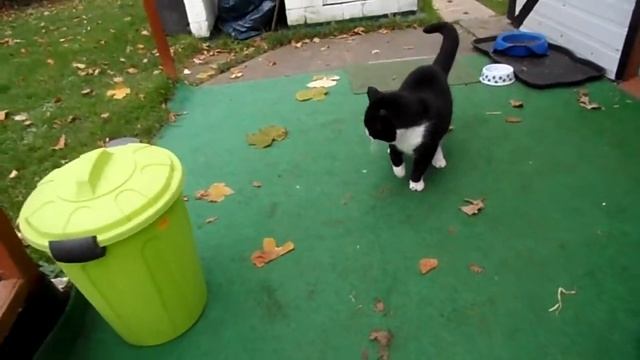 У Фредди болят суставы.07.12.14. смотреть онлайн