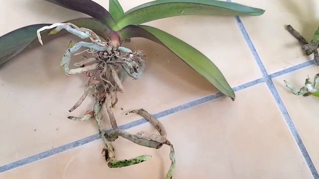 Орхидея Phalaenopsis Table Masterpiece.