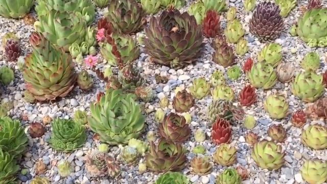 Our Mini Rock Garden - Succulents @ Sempervivum 1 смотреть онлайн