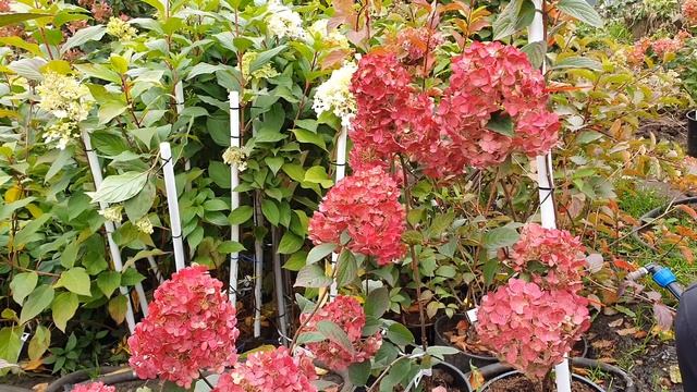 Самарская Лидия. Любовь с первого взгляда смотреть онлайн