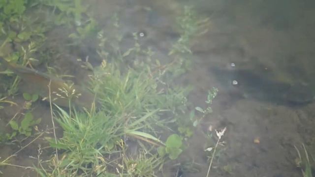 Разведение карасей на Коноваловской платине. смотреть онлайн