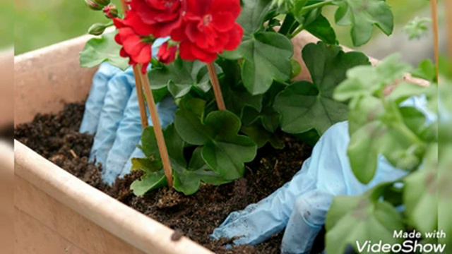 Cardenales (Huerto 30)