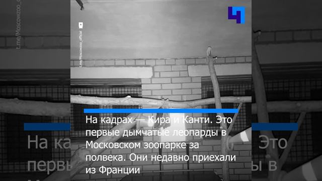 В Московском зоопарке фотоловушка запечатлела ночную жизнь дымчатых леопардов смотреть онлайн