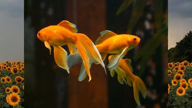 Борис Гучков Август Девятнадцатое Дача смотреть онлайн