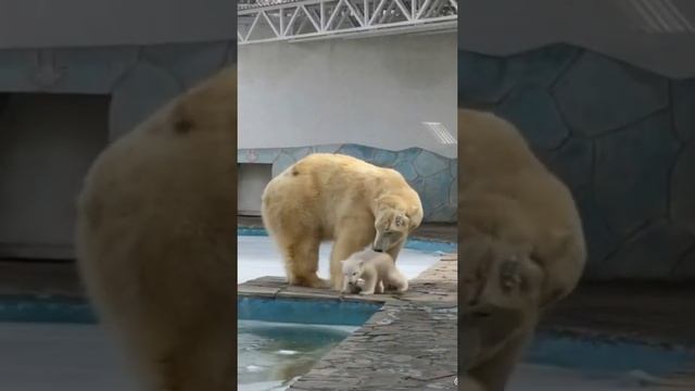 белые медведи в неволе смотреть онлайн