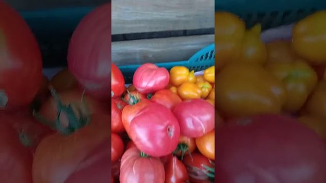 ТОМАТЫ ЗРЕЮТ ЯЩИКАМИ, только успевай поворачиваться смотреть онлайн