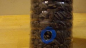 ★Как сделать кормушку только для синиц. Кормушка для птиц из бутылки своими руками.Домик для синиц