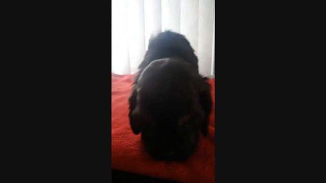 Черно-подпалый мальчик Американский кокер спаниель 1 мес смотреть онлайн