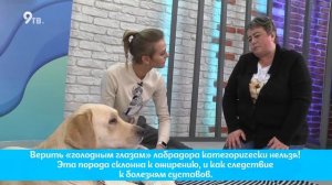 Лабрадор или ретривер?
