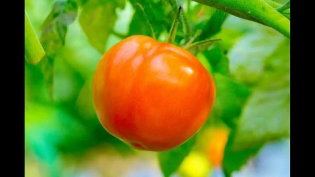 Томат «Персик» достоинства и недостатки смотреть онлайн