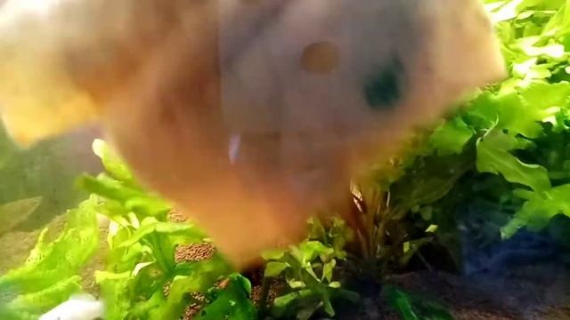 Как очистить стёкла аквариума смотреть онлайн