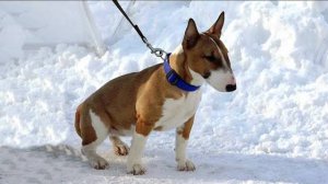 ДТ-49. Знакомьтесь, мини бультерьер Плюша.