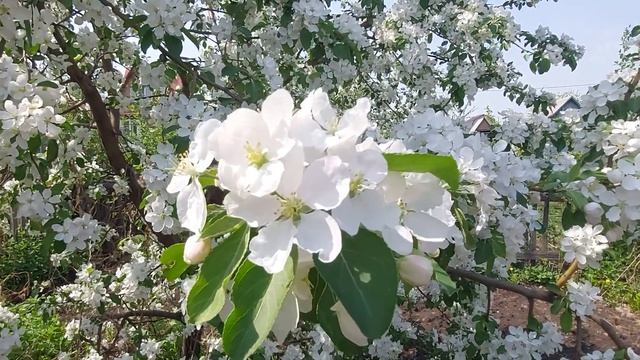 ОМСК!!! Как обработать во время цветения яблони