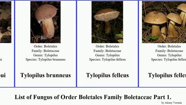 List of Fungus of Order Boletales Family Boletaceae Part 5. tylopilus xerocomellus xerocomus minor смотреть онлайн