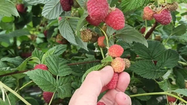 Летний сорт малины Мария в Омске! Первое плодоношение, 2020г.