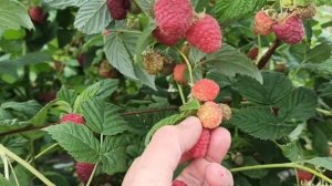 Летний сорт малины Мария в Омске! Первое плодоношение, 2020г.