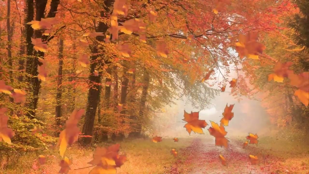 Шум листвы один из самых успокаивающих звуков для сна. Most Soothing Sound to Sleep To смотреть онлайн