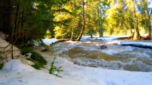 ? Быстро расслабьтесь и усните под ласковый шум воды тающих снегов и звуки природы в лесу весной ?