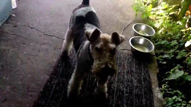 уехал к бабушке на дачу смотреть онлайн