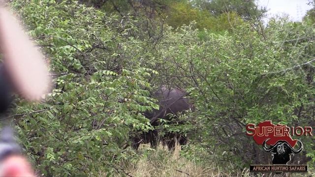 Hunting Highlights 2 with Superior Safaris!! смотреть онлайн