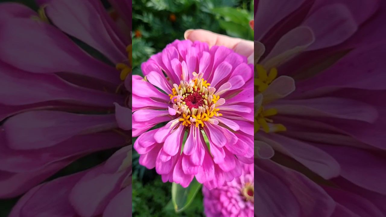 #цветы #циннии цветут на огороде, мой #цветущийсад #красивая