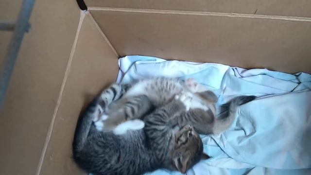 Котята дерутся! смотреть онлайн