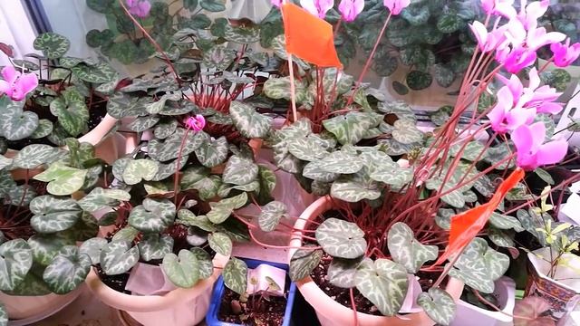 Европейский цикламен, зимовка при искусственном освещении. Светодиодные фитолампы смотреть онлайн