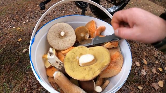 грибы, прогулка по лесу, грибной сезон,мото путешествие, общение, личное мнение, приколы,4k video ? смотреть онлайн
