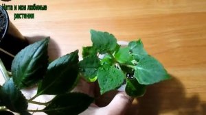 Бальзамины :  уход , полив , вредители -  так ли страшен клещ ... ?