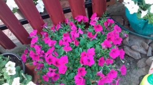 ПОЧЕМУ У ПЕТУНИИ ЛИПКИЕ ЛИСТЬЯ.НАХОДИМ ПРИЧИНУ И ПРИНИМАЕМ МЕРЫ.