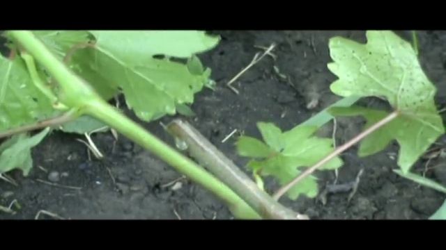 Зеленая прививка винограда (в расщеп) смотреть онлайн