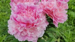 «Светлана Удинцева» пион - Дубров В. М., 1995 г. «Svetlana Udintseva» peony