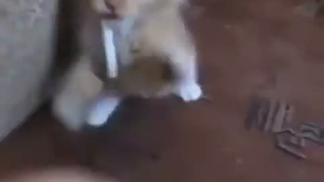 Котёнок с сигаретой смотреть онлайн