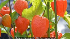 Физалис декоративный или съедобный — выращивание из семян