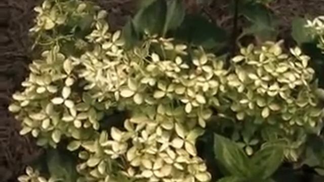 Strange's Bombshell Hydrangea смотреть онлайн