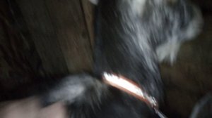 Шишки на шее у козленка- молочный зоб