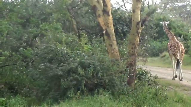 Озеро Накуру парк Lake Nakuru National Park смотреть онлайн