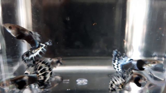 Гуппи Голубая Мозаика Большие уши,Голубой Орёл г.Самара skozev78@gmail.com смотреть онлайн