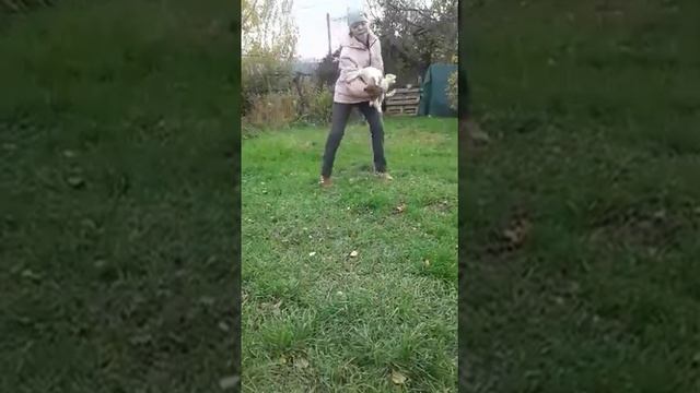 Танец под песню Пчеловод смотреть онлайн