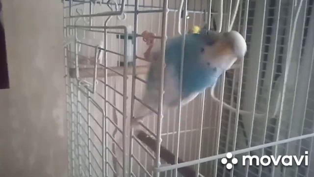Умная Маруся/говорящий попугай смотреть онлайн